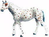 Bild vom Artikel Appaloosa Pferd