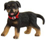 Bild vom Artikel Rottweiler-Welpe