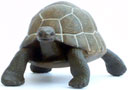 Bild vom Artikel Schildkröte