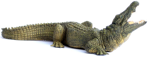 Bild vom Artikel Nil Krokodil