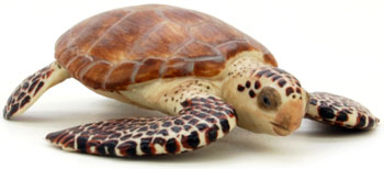 Bild vom Artikel Meeresschildkröte