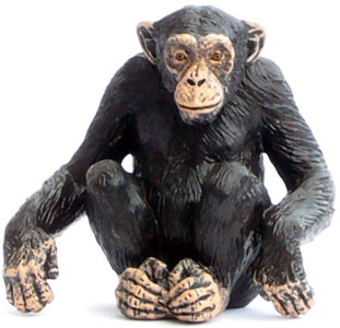 Bild vom Artikel Schimpanse (A)