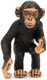 Bild vom Artikel Schimpansenjunges (A)